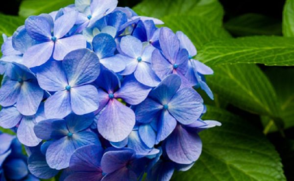 梅雨などの長雨はマッサージ・リラクゼーションでだるさ解消！