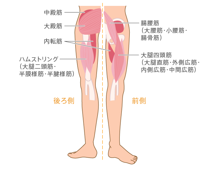 股関節の動作に関わる筋肉