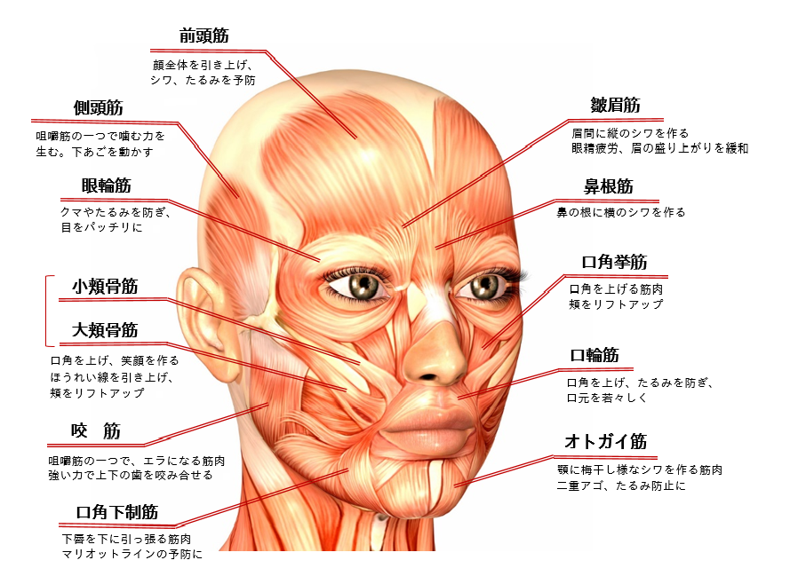 代表的な表情筋