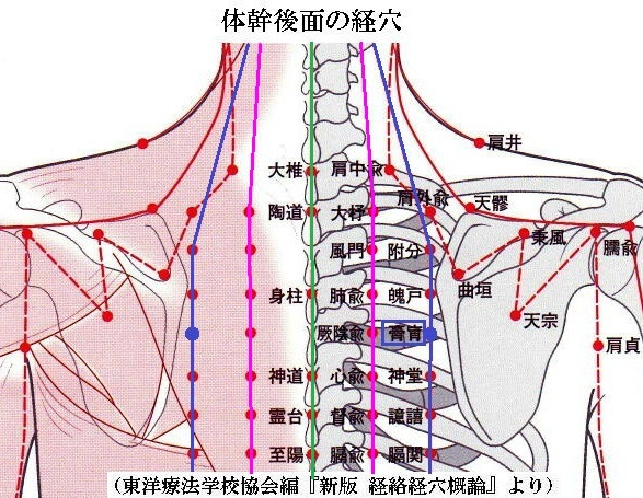 初心者向け 簡単 背中のツボを自分で押す方法 位置と効果まとめ